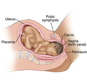 Side view cross section of woman's pelvis during childbirth showing baby almost through birth canal.